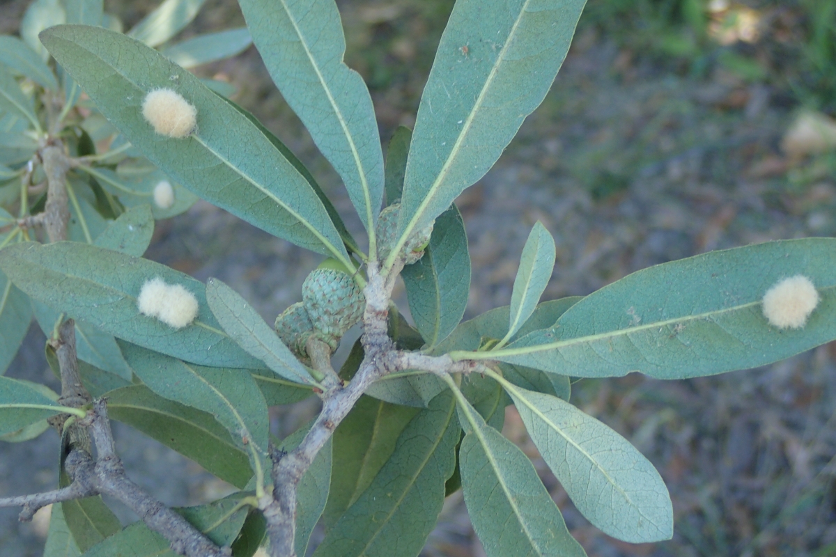 Quercus virginiana