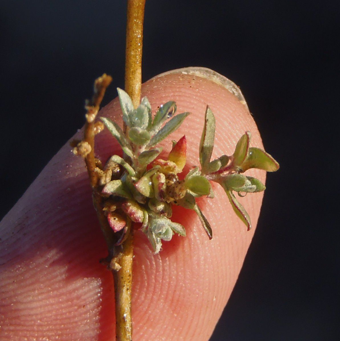 Atriplex coulteri