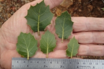 Quercus wislizenii var. frutescens