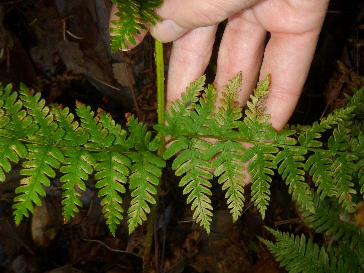 Dryopteris expansa