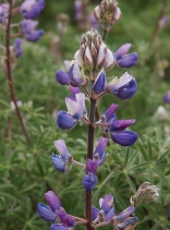 Lupinus albifrons var. albifrons