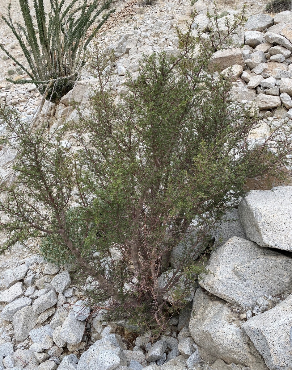 Bursera microphylla