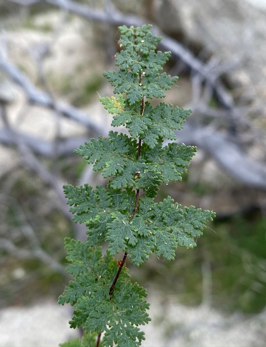 Myriopteris viscida