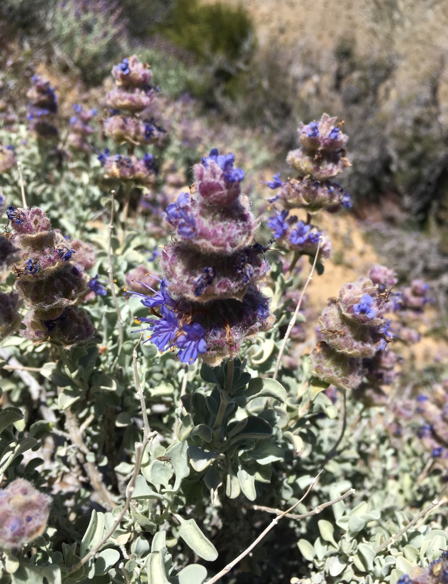 Salvia dorrii var. pilosa