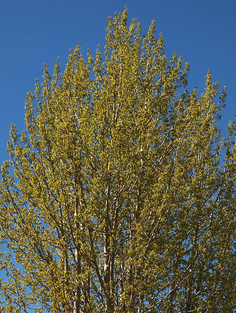 Populus trichocarpa Calflora