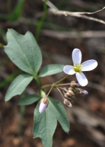 Cardamine californica var. integrifolia