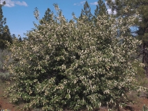 Prunus virginiana ssp. demissa