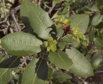Quercus wislizenii var. wislizenii