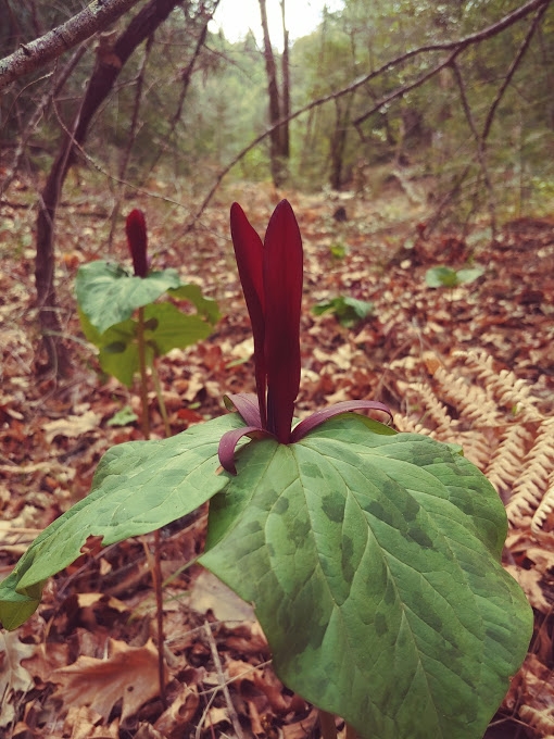 Trillium angustipetalum