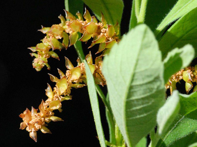 Myrica hartwegii