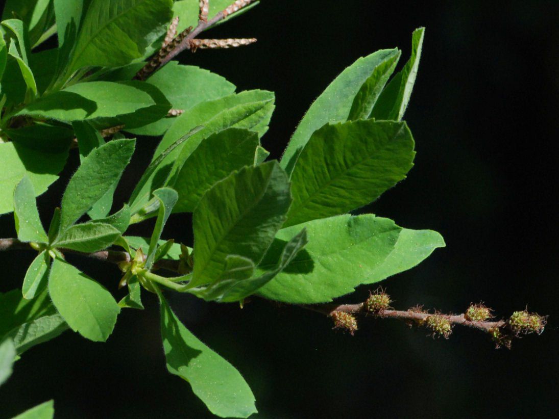 Myrica hartwegii