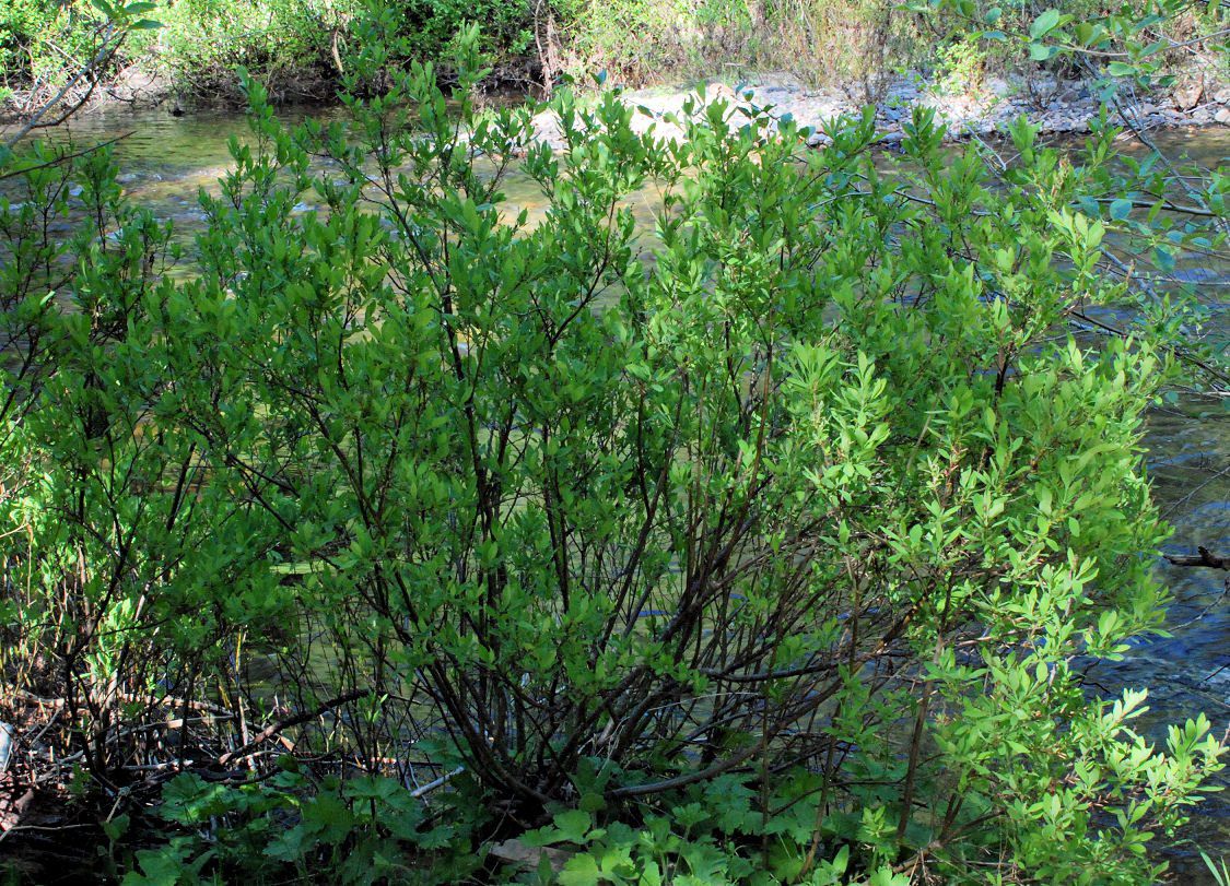 Myrica hartwegii