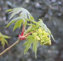 Acer macrophyllum