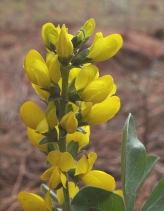 Thermopsis macrophylla var. argentata