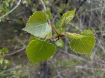 Populus fremontii