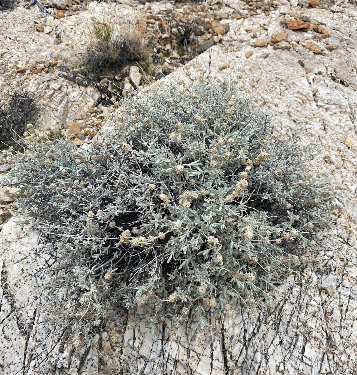 Buddleja utahensis