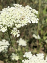 Daucus carota