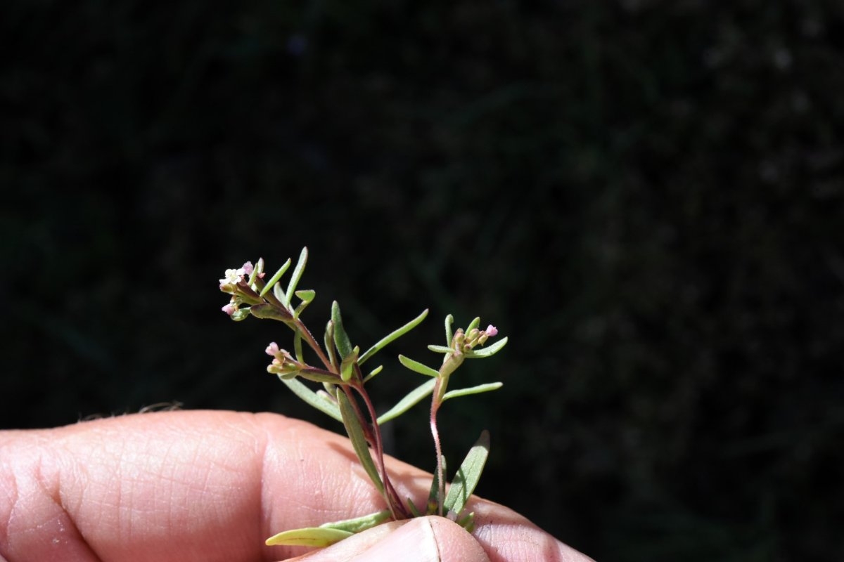 Gayophytum racemosum