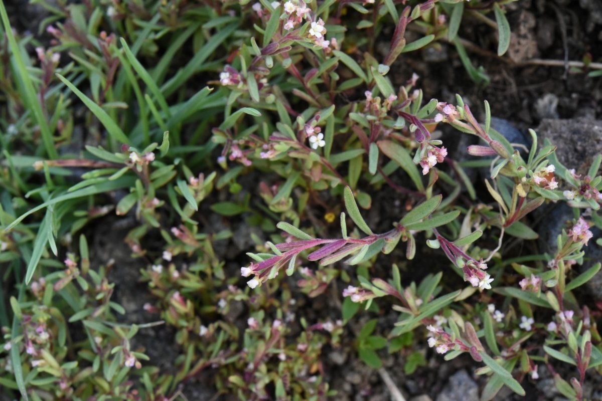 Gayophytum racemosum