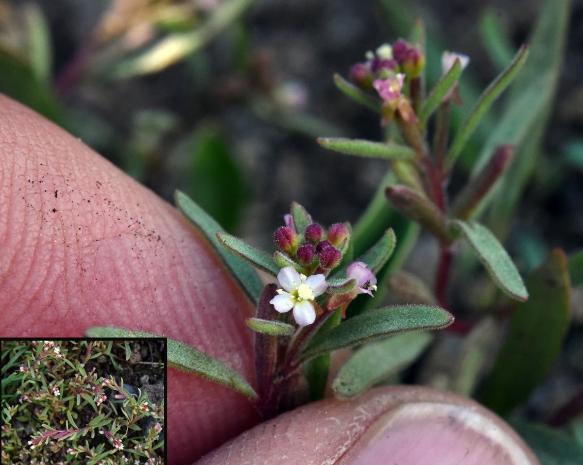 Gayophytum racemosum