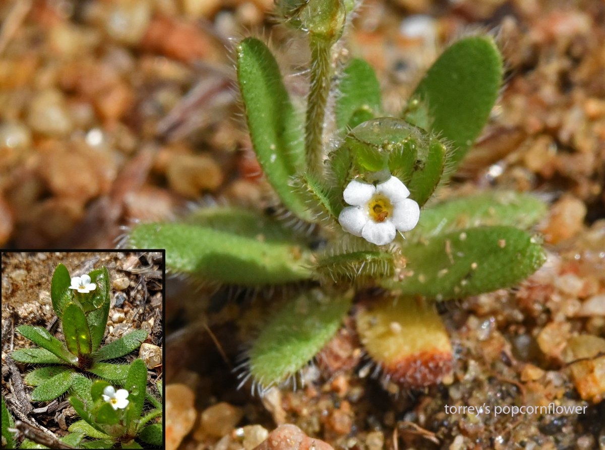 Plagiobothrys torreyi