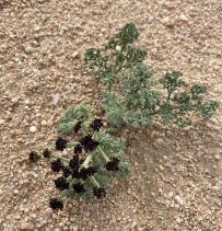 Lomatium mohavense ssp. mohavense