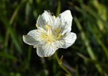 Parnassia californica