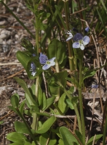 Veronica serpyllifolia var. humifusa