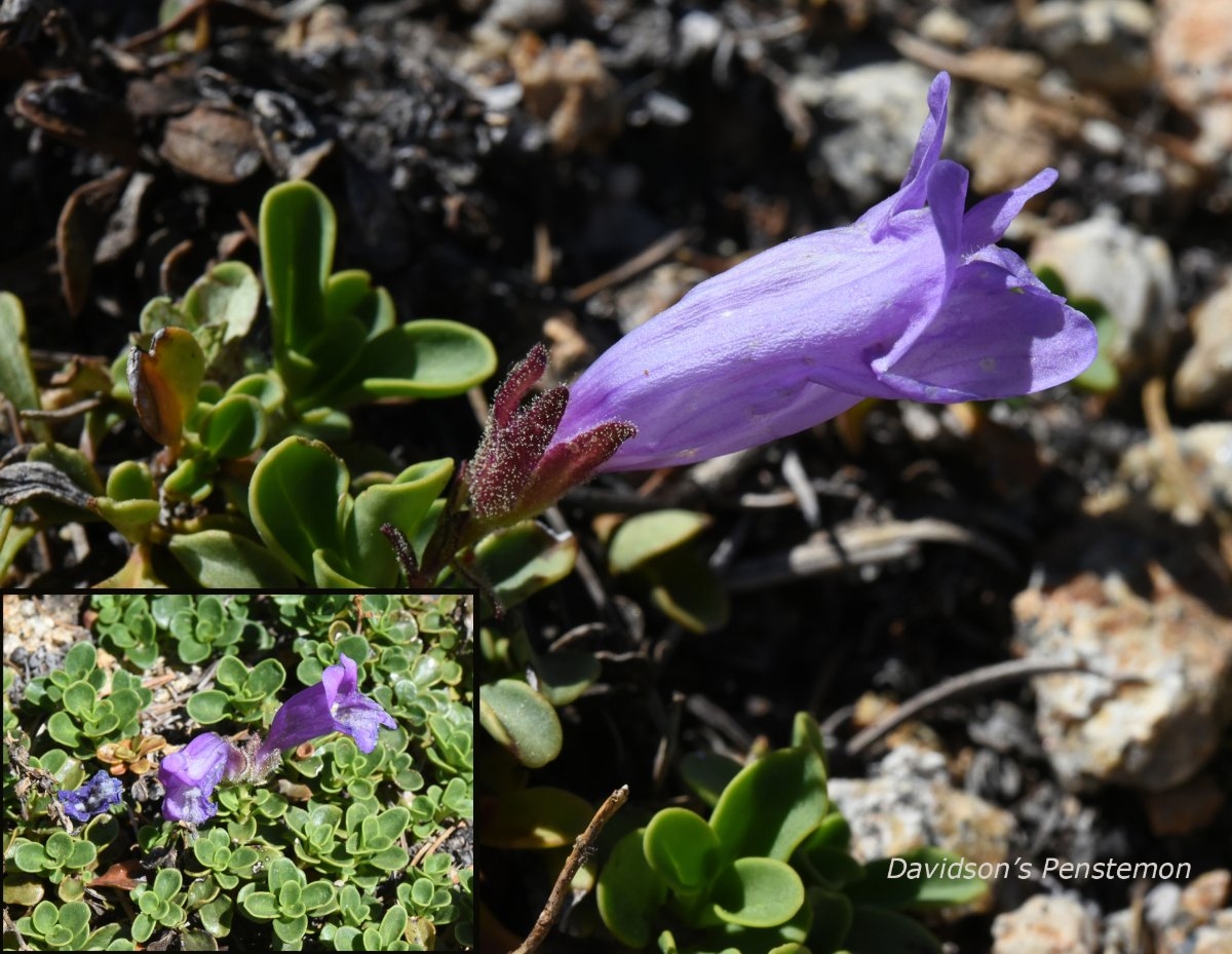 Penstemon davidsonii var. davidsonii