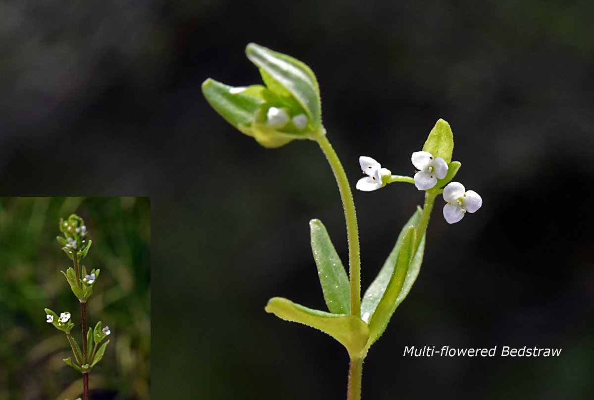 Galium multiflorum