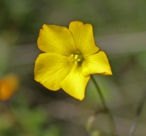 Oxalis albicans ssp. californica
