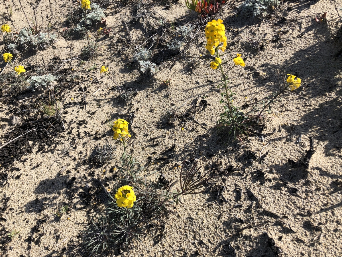 Erysimum ammophilum