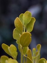 Phoradendron flavescens