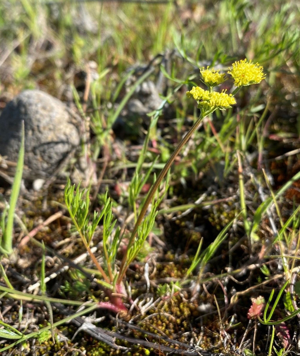 Lomatium marginatum var. marginatum