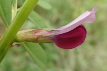 Vicia sativa var. nigra