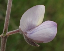 Lupinus excubitus ssp. hallii