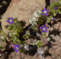 Githopsis specularioides