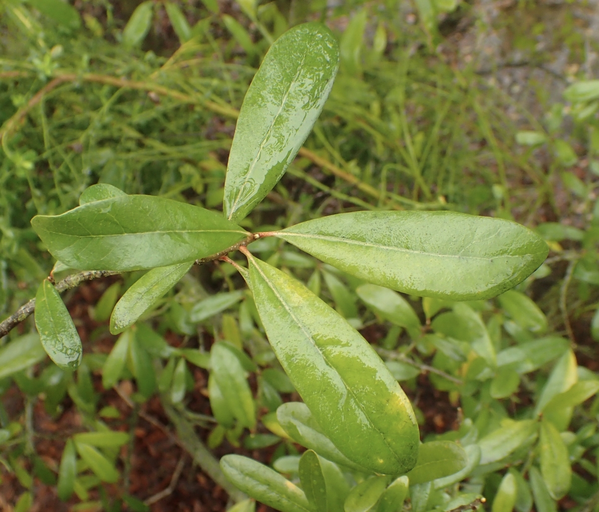 Quercus virginiana