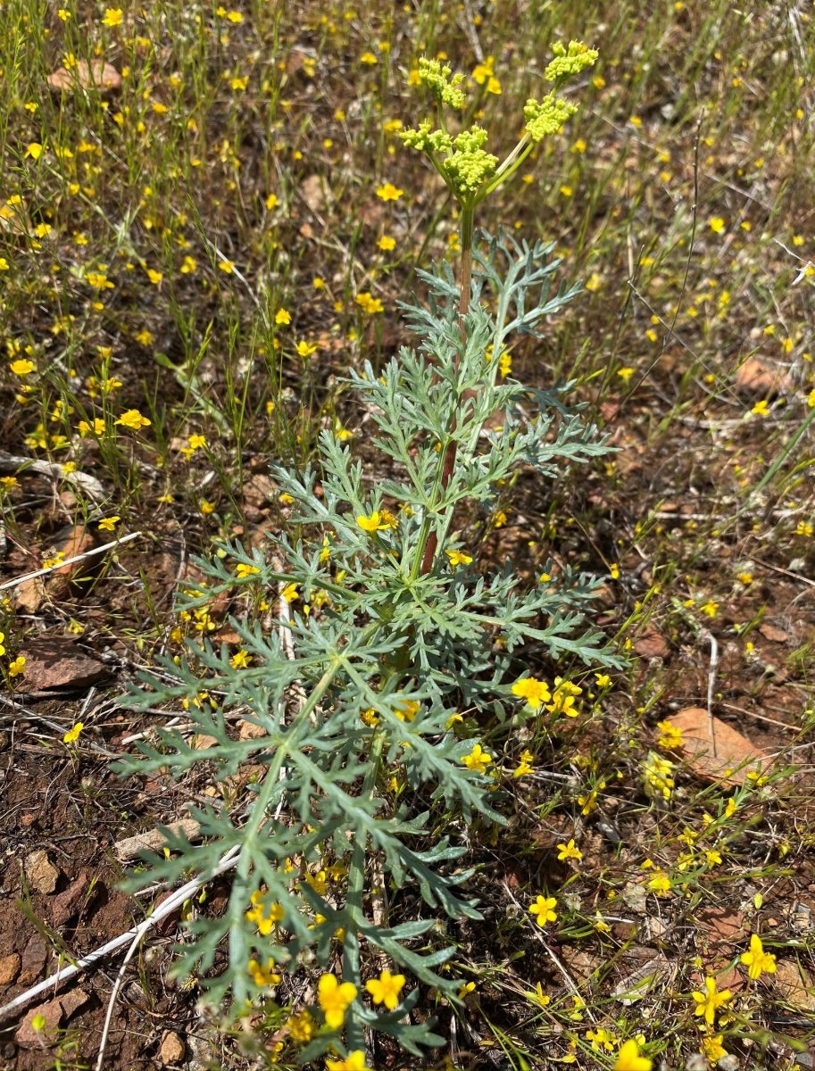 Lomatium congdonii