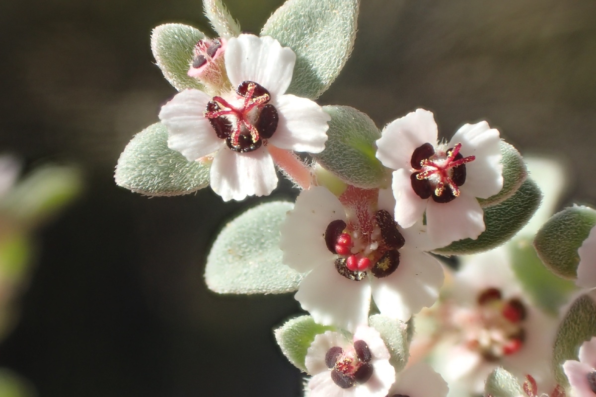 Euphorbia melanadenia