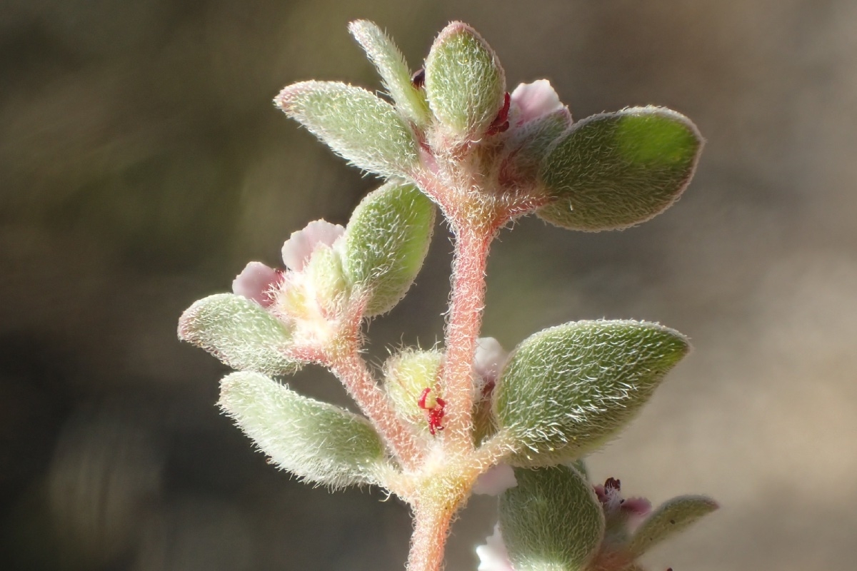 Euphorbia melanadenia