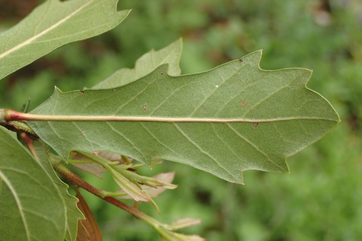 Quercus virginiana