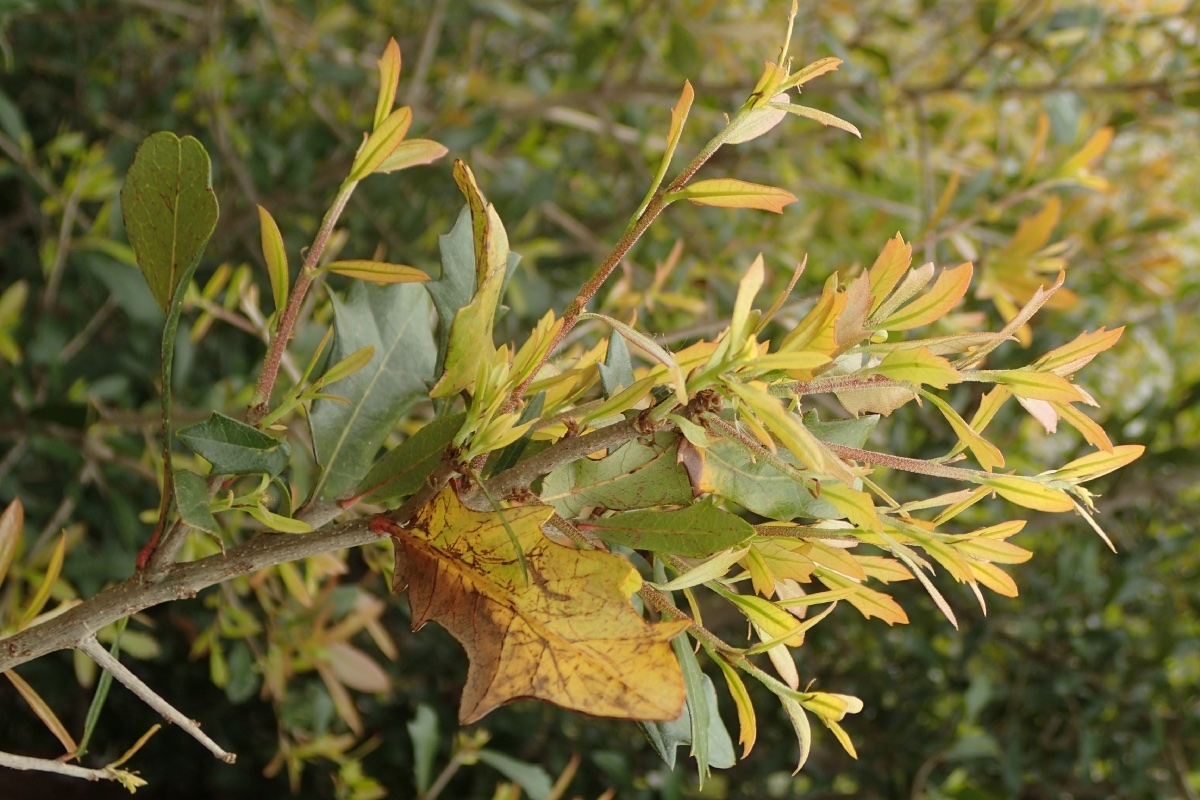 Quercus virginiana