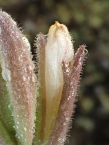 Cordylanthus maritimus ssp. maritimus