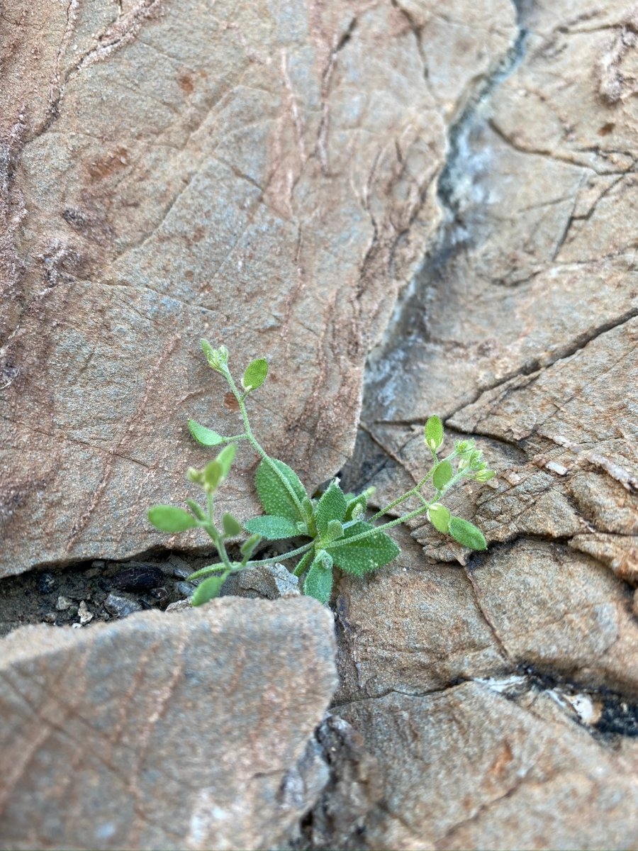 Draba cuneifolia