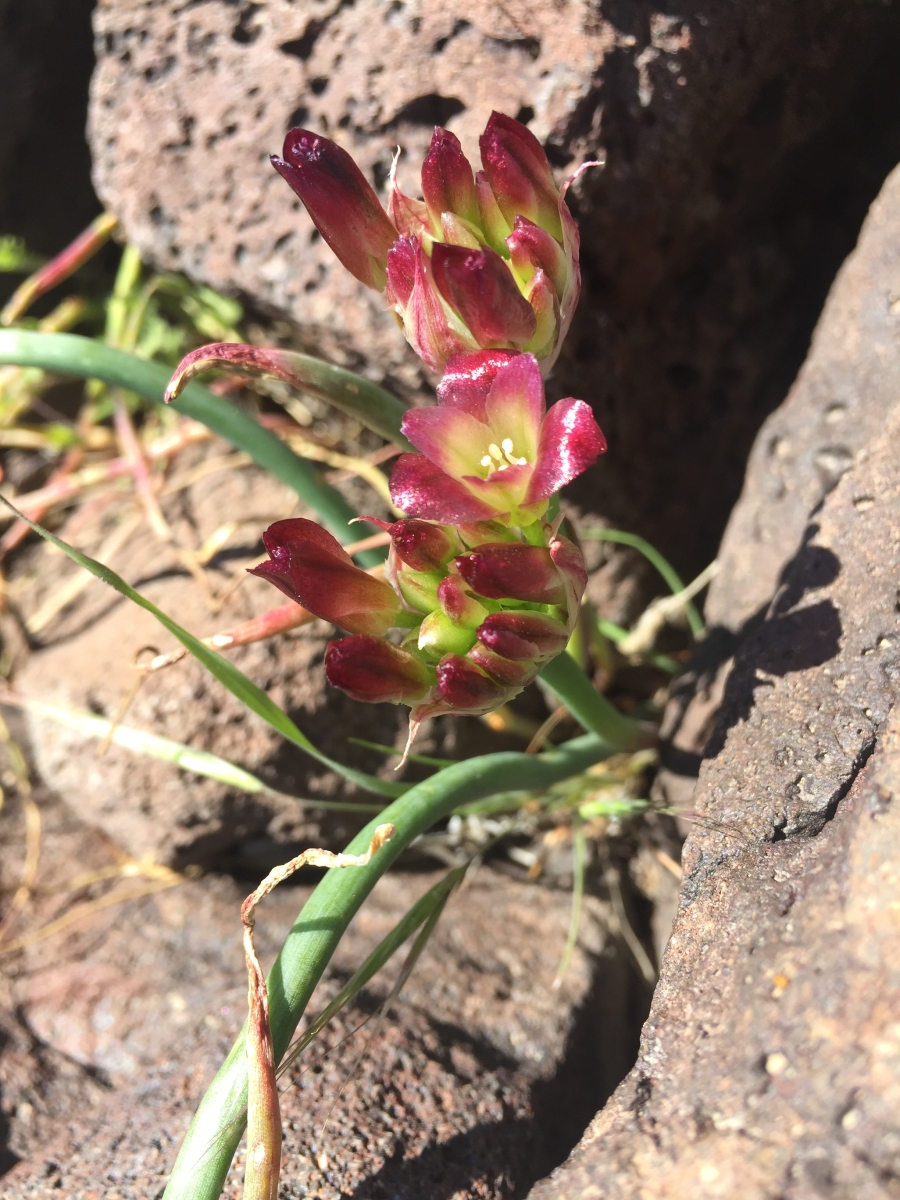 Allium shevockii