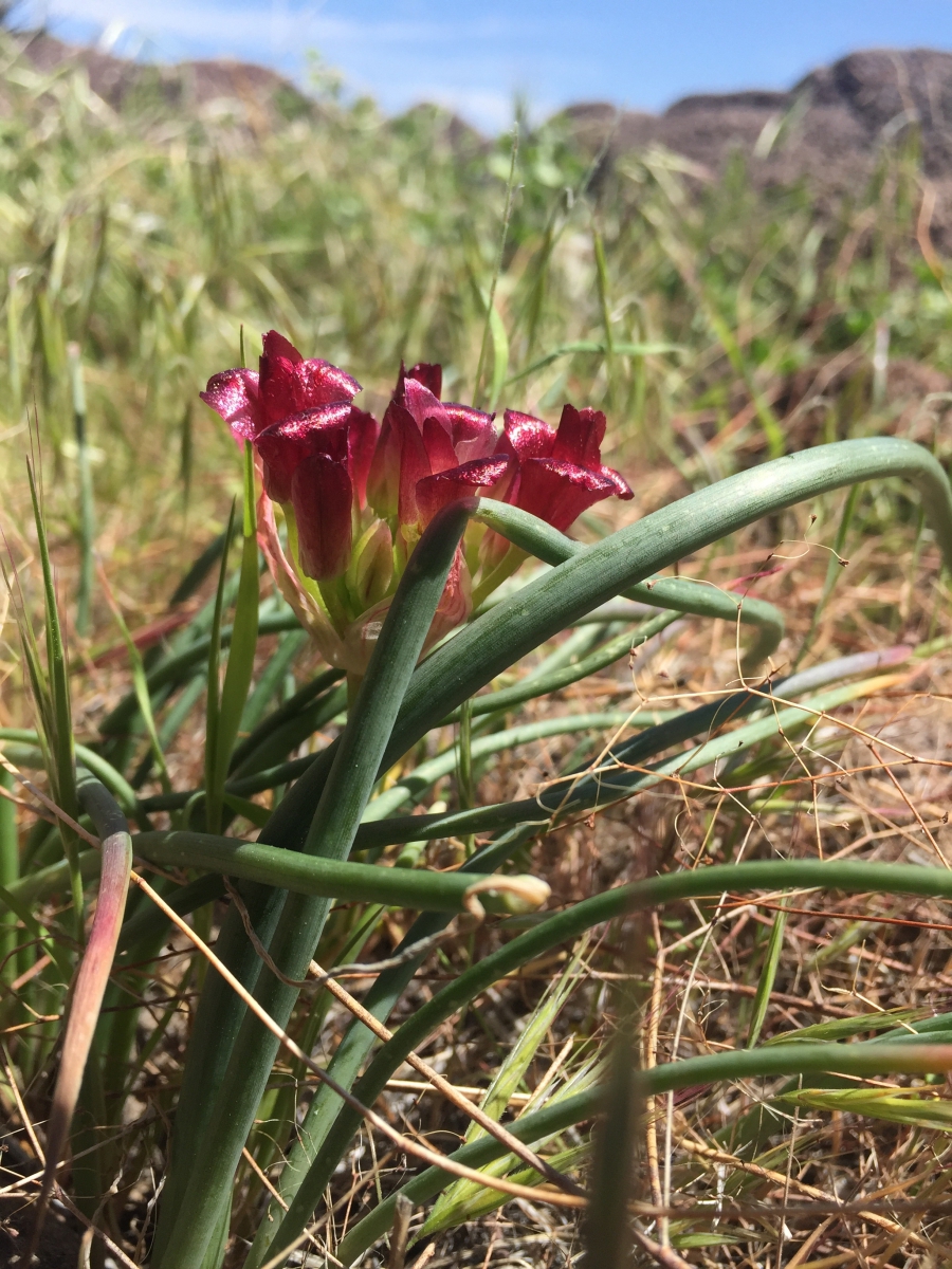 Allium shevockii