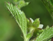 Potentilla glandulosa ssp. glandulosa