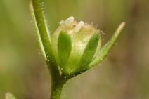 Veronica peregrina var. xalapensis