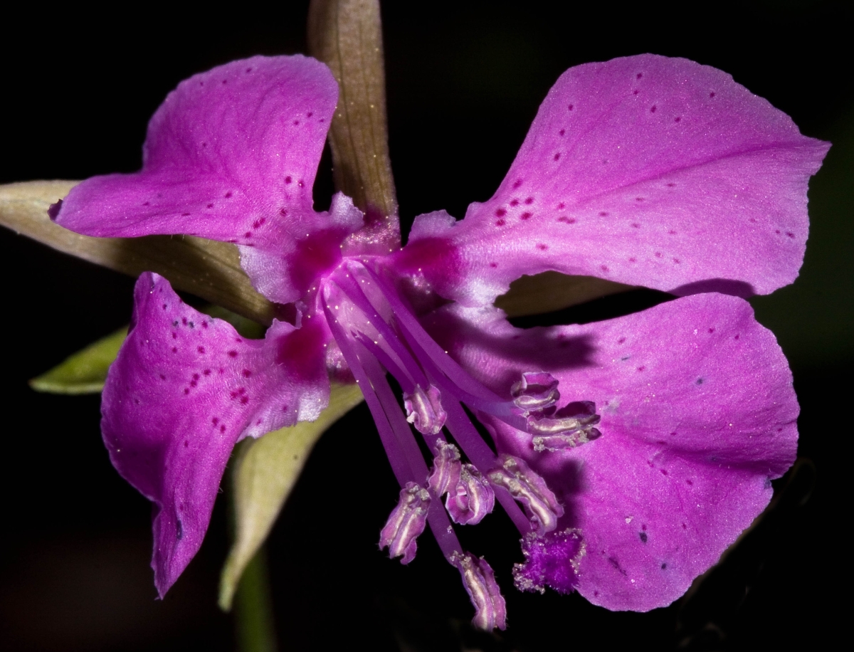 Clarkia virgata